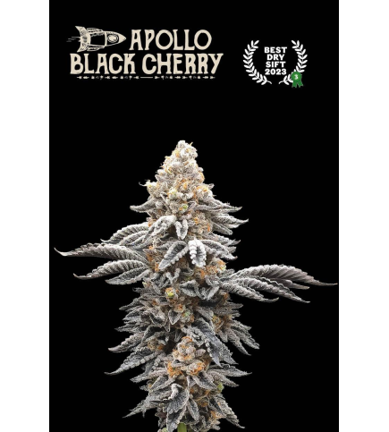 Apollo Black Cherry© Fem