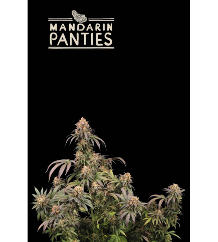 Mandarin Panties© Feminizowane