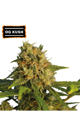 O.G. Kush Fem