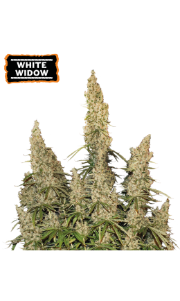 White Widow Auto