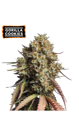 Gorilla Cookies Auto