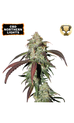 CBD Northern Lights Fem